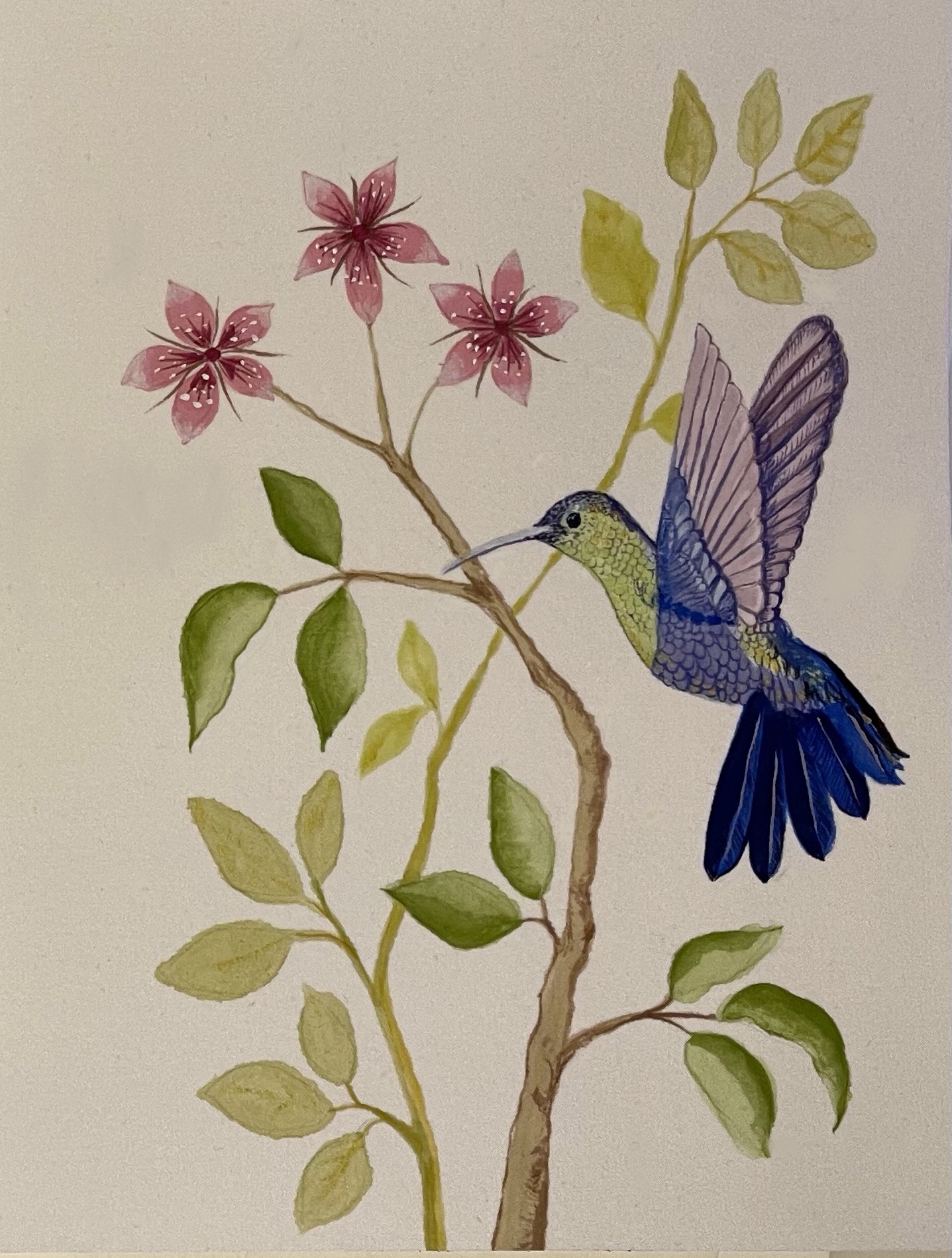 Blue Hummingbird (Print) (A3) (Sale) - Image 3